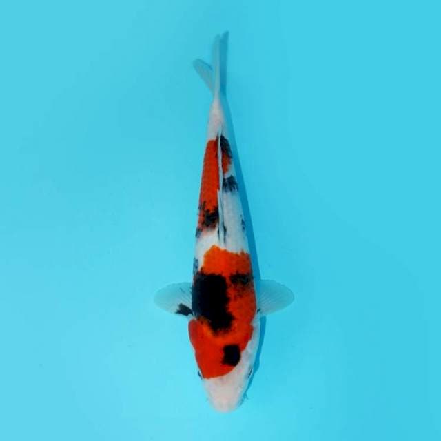 SHOWA 29 CM FEMALE