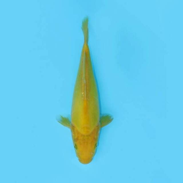 KARASHI DOITSU 29 CM FEMALE