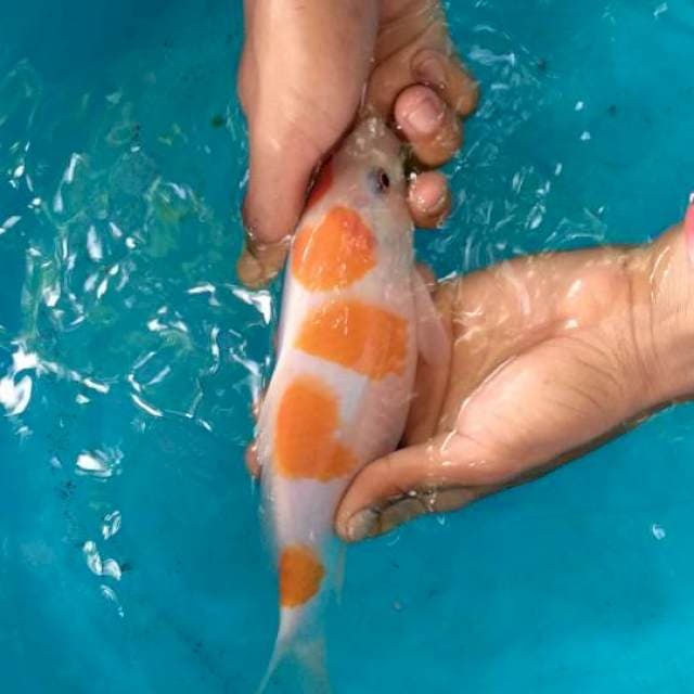 Kohaku couple 25cm