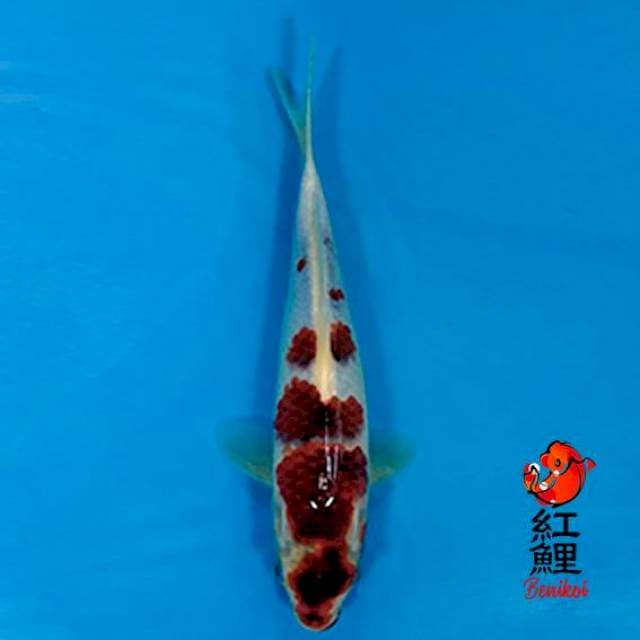 Goromo 25cm