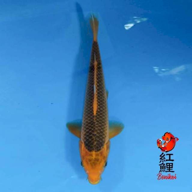 F1 Aka Matsuba 25cm