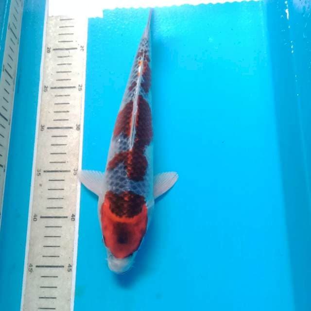 Goshiki, 30 cm