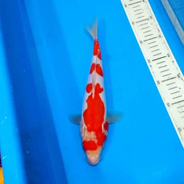 Kohaku doitsu