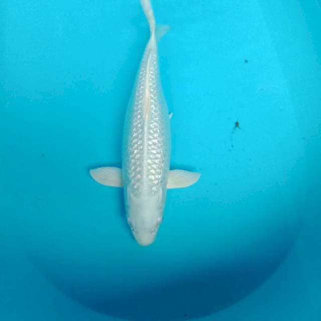 Platinim Ginrin, 36 cm