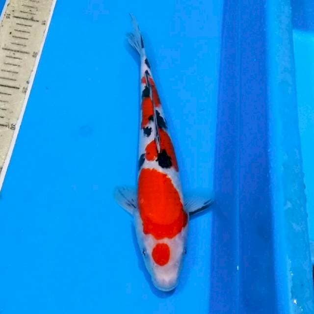 Maruten sanke ori
