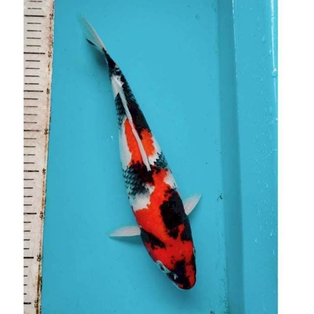 Bulky Showa HQ - 35cm FEMALE