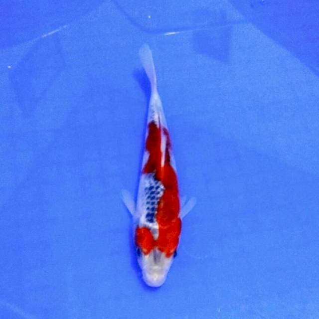 Goshiki merah