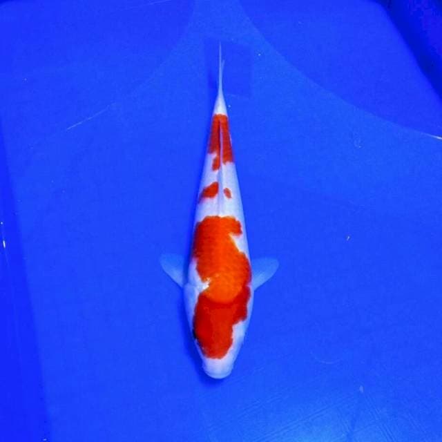 Kohaku merah halus