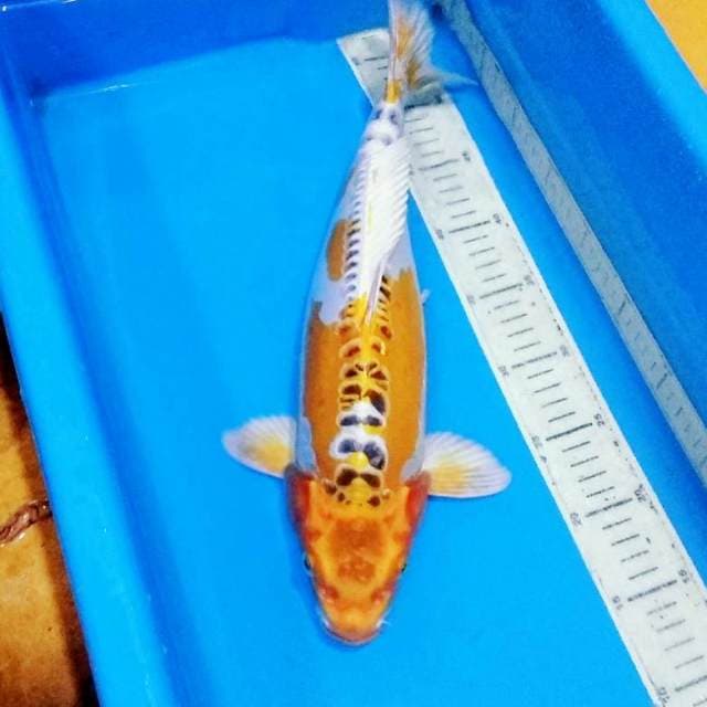 Kin Kikokuryu jumbo koleksi cantik