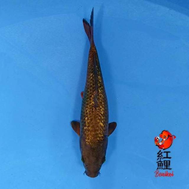 Chagoi ginrin 28cm