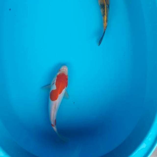 Kohaku 23