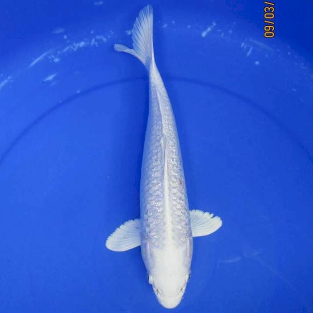 Ginrin Spesial - Platinum ginrin