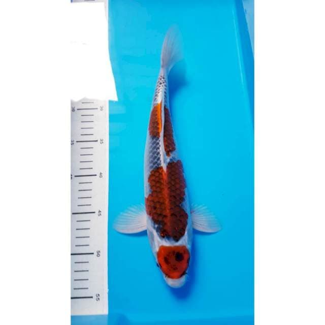 MARUTEN GOSHIKI 35cm MALE