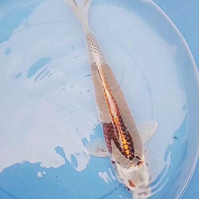 G.metalik 40cm langka