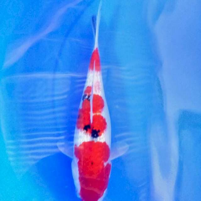 Sanke 27 cm