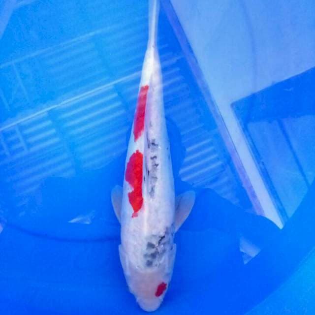 Sanke 37 cm