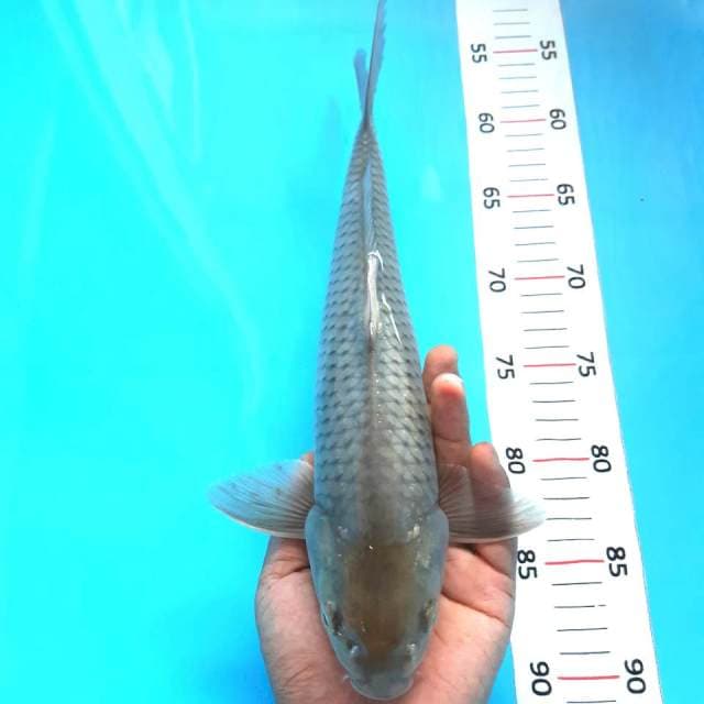 Soragoi*34cm