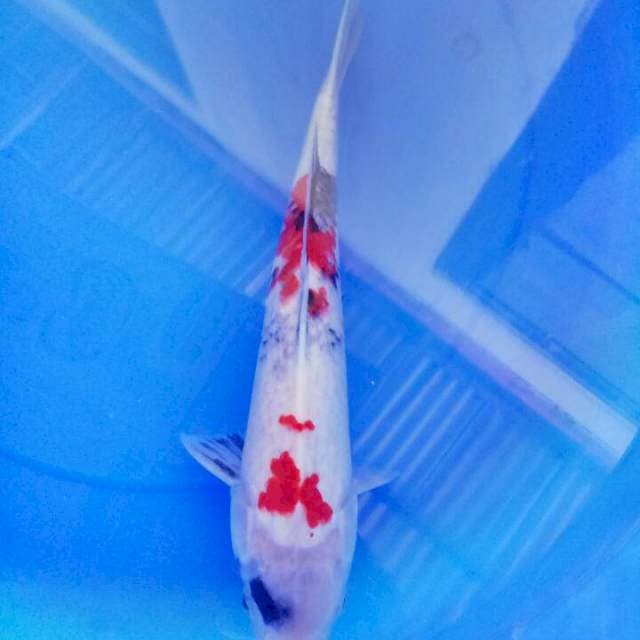 Showa 36 cm