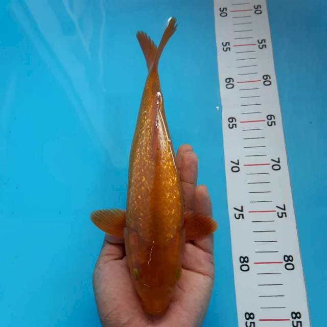 Tembaga ginrin*26cm