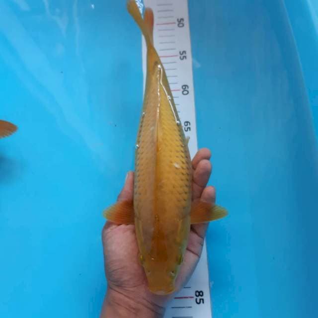 Midori*33cm