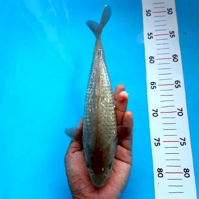 Soragoi ginrin*26cm