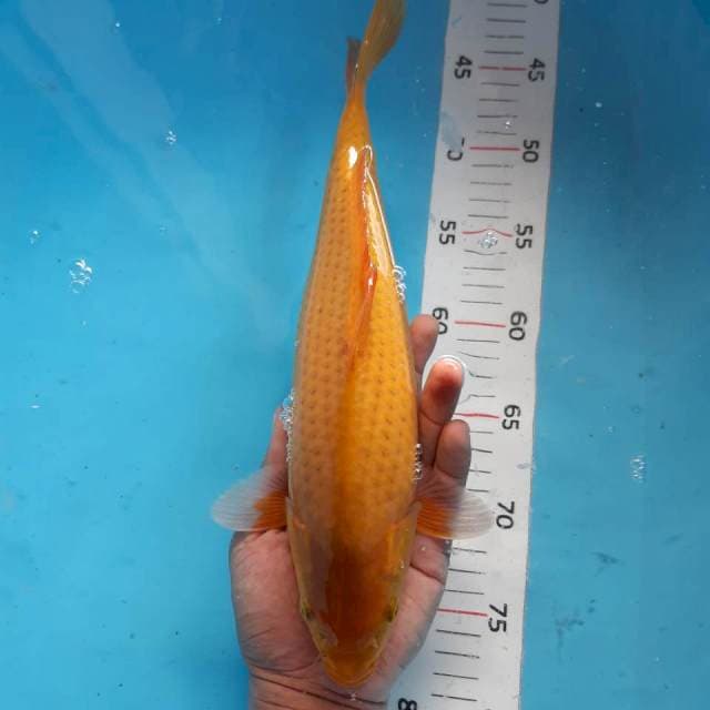 Chagoi*32cm cantik