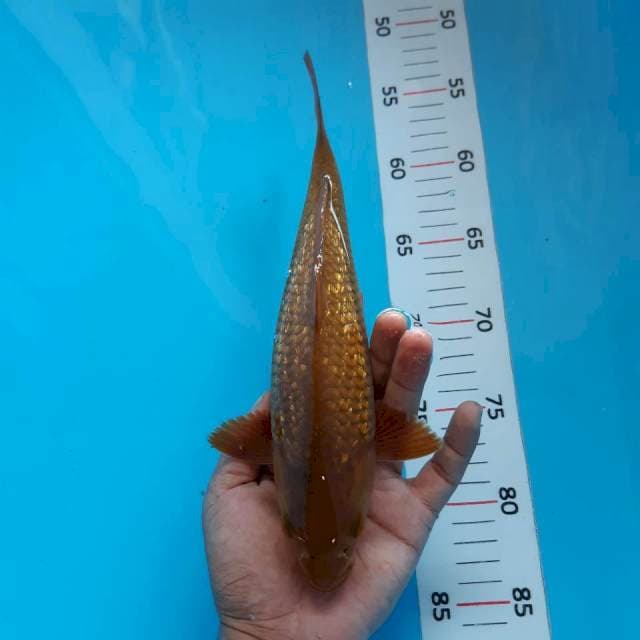 Chatem ginrin*26cm