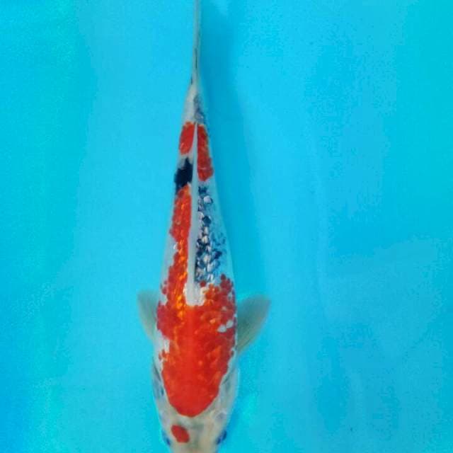 Ginrin 25 cm