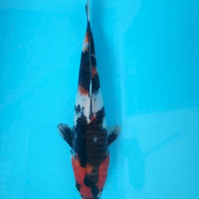 Showa 22 cm