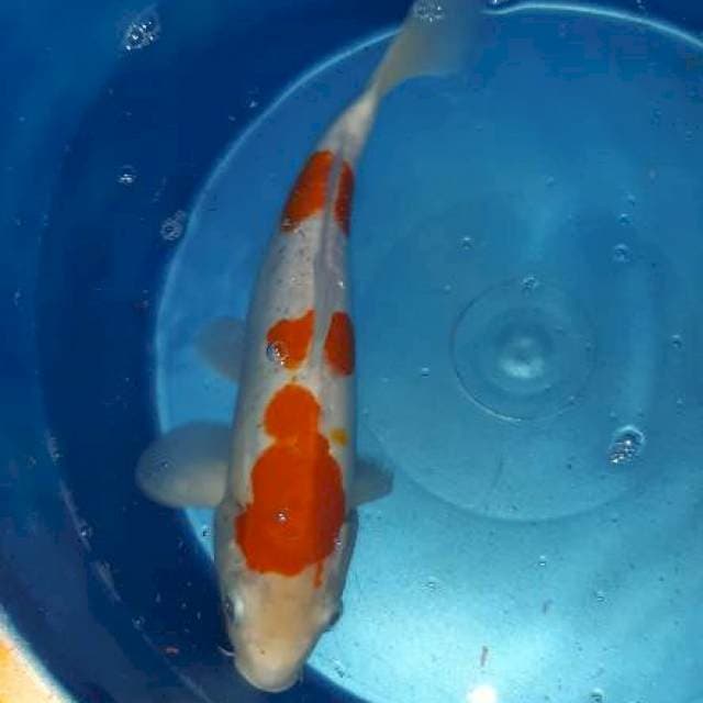 Kohaku doitsu
