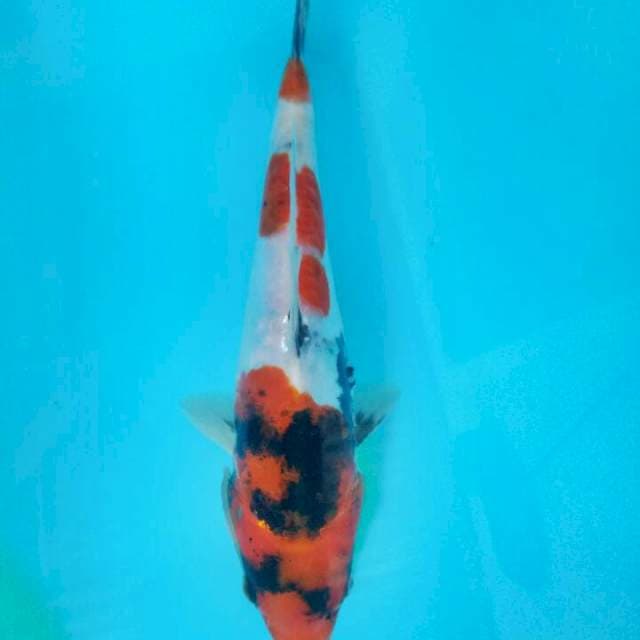 Showa 23 cm