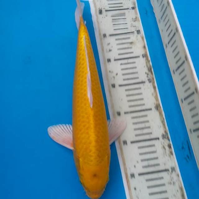 F1 yamabuki ogon OKAWA