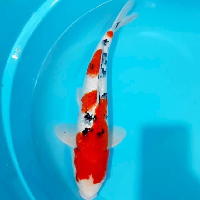 Sanke gindrin male 42 cm