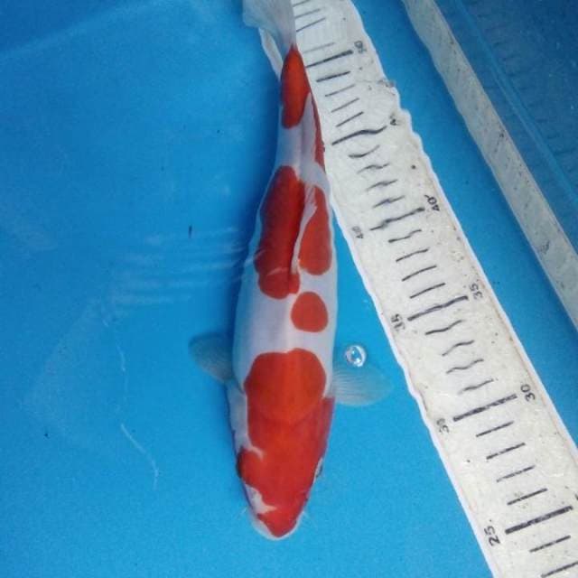Kohaku doitsu