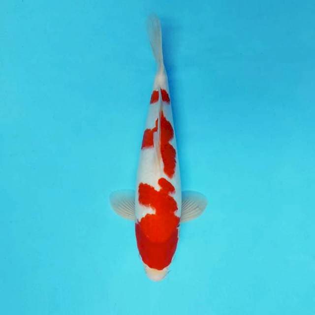 ASIA 3 ~ KOHAKU ™