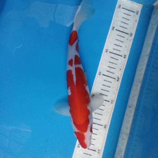 Kohaku