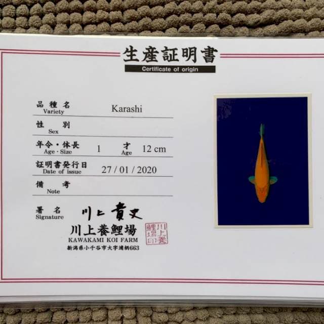 Karashi kawakami