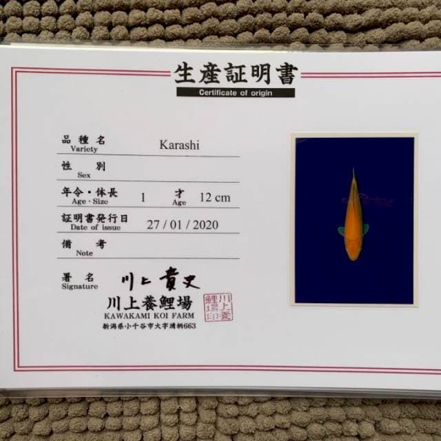 Karashi kawakami