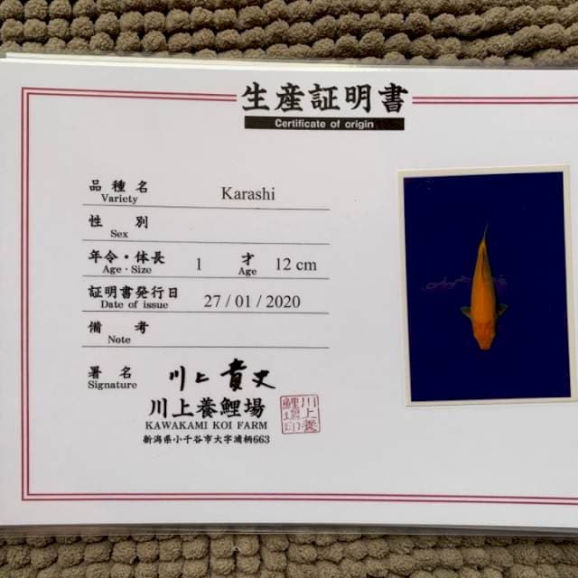 Karashi kawakami