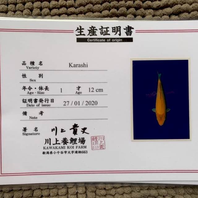 Karashi kawakami