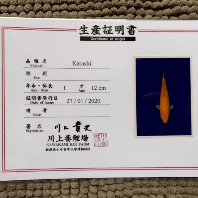 Karashi kawakami