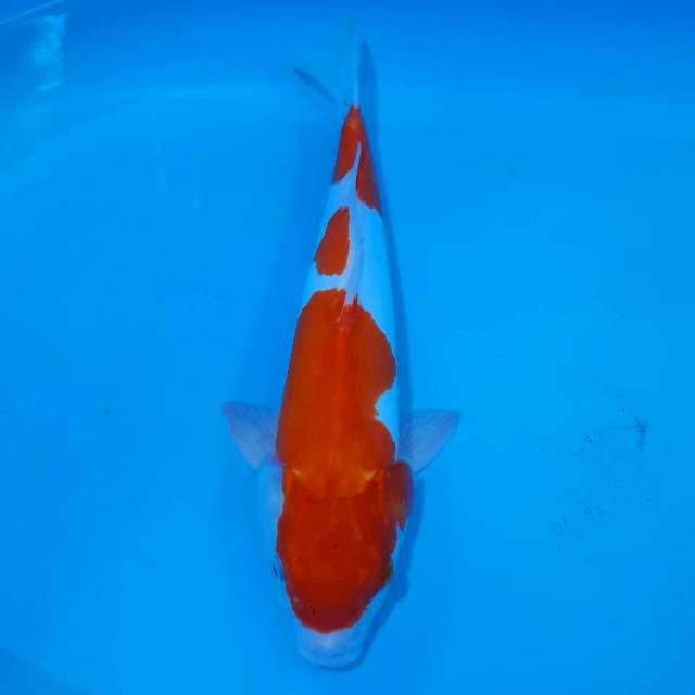 Kohaku doit 38 cm male