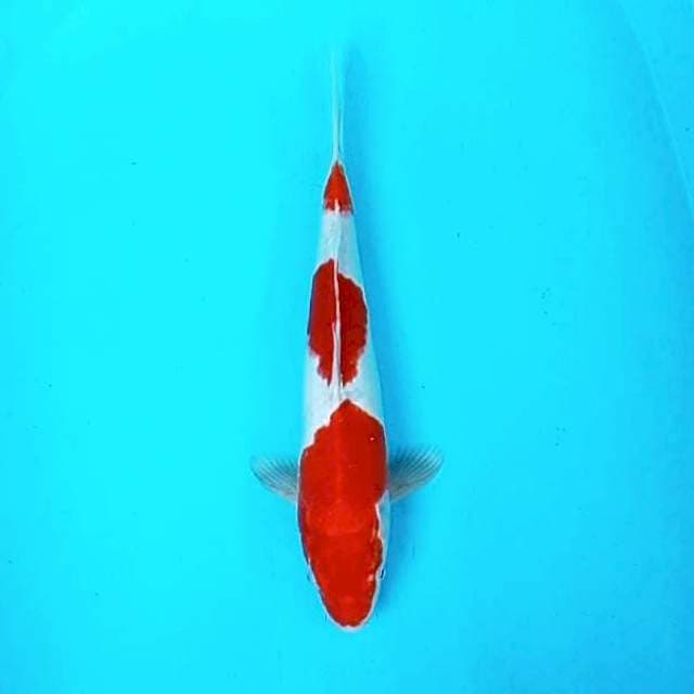 7. Kohaku 3 step || 35 cm