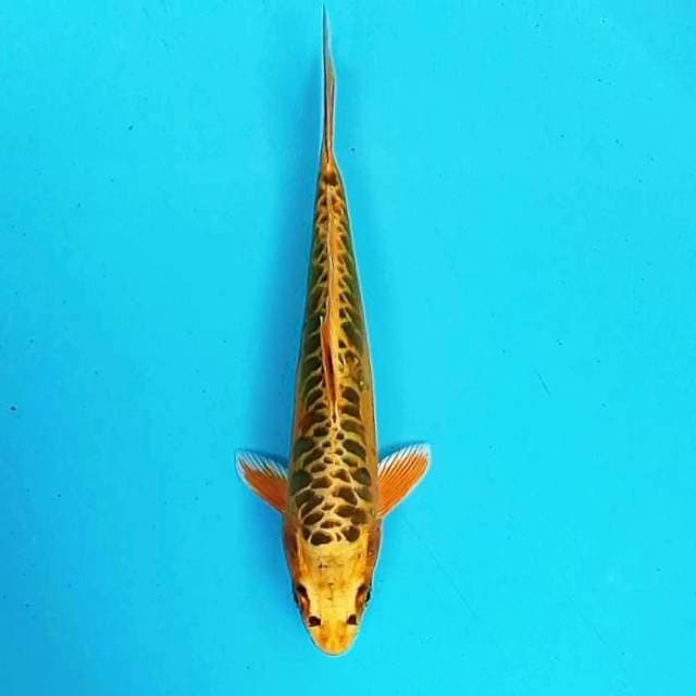 10. Matsuba || 30 cm