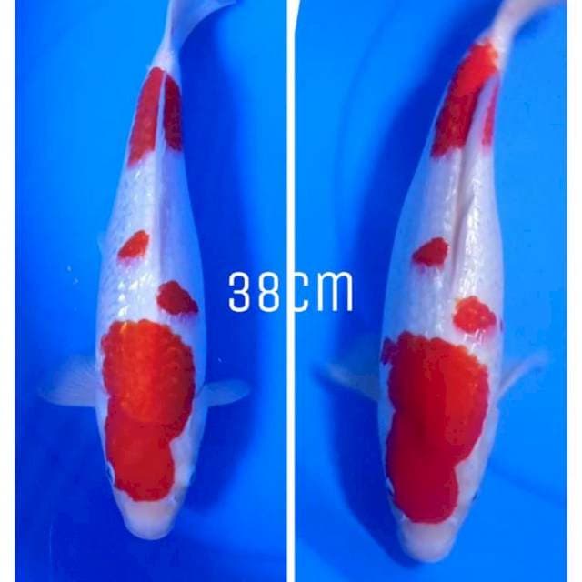 Kohaku risankoi