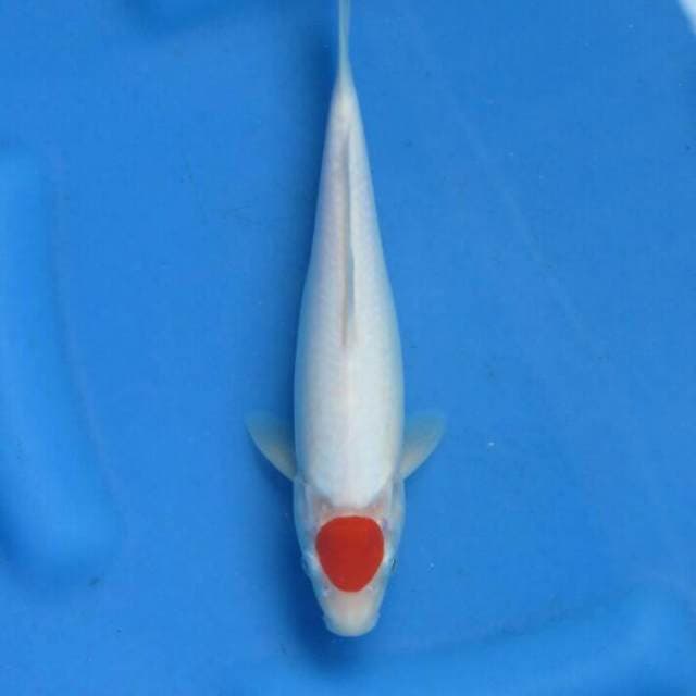 Sq Tancho Kohaku F1 25cm