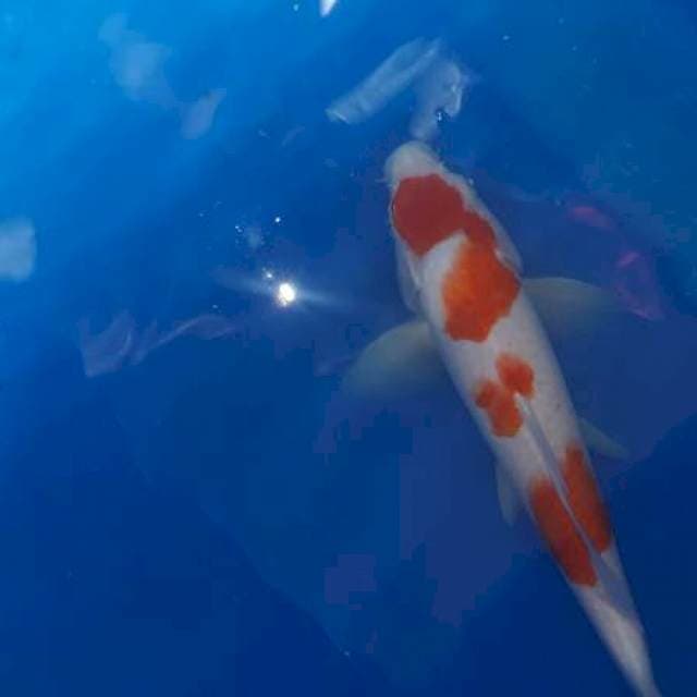Kohaku body sempurna
