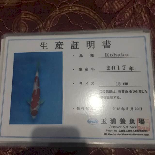 Maruten kohaku tamaura