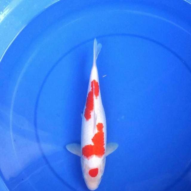 Maruten Kohaku