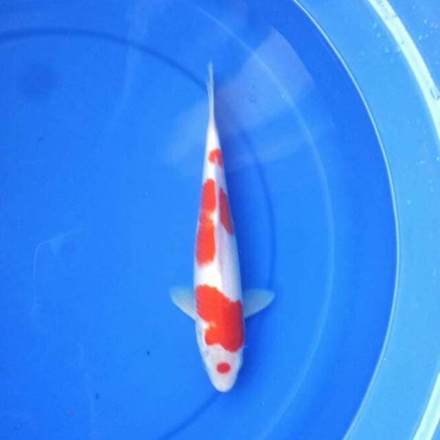 Kohaku maruten ajiib
